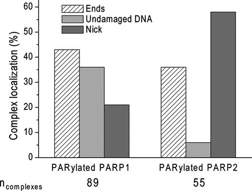 AFM analysis of the position distributions of PARylated PARP1(2) on nicked 1200-bp DNA. PARP1 (3.5 nM) or PARP2 (3.5 nM) was incubated with 1200-bp nicked DNA (1.5 nM) at 37°C for PARP1 and on ice for PARP2 for 60 min in the presence of 100 μM NAD+. Number of complexes analysed: 89 for PARP1 and 55 for PARP2.