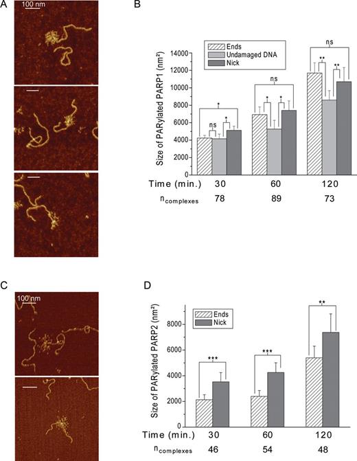 AFM-based size determination of PARylated PARP1 and PARP2 according to position of the proteins on DNA. AFM images of PARylated PARP1 (A) and PARP2 (C) located at different sites of nicked 1200-bp DNA (from top to bottom: DNA end, nick and undamaged DNA for PARP1, DNA end and nick for PARP2). Scale bar: 100 nm; Z scale: 7 nm. (B) Time course of changes in the size of PARylated PARP1 during its activation at nick, DNA ends or undamaged DNA sites. (D) Time course of changes in the size of PARylated PARP2 during its activation at nick or DNA ends. Each data point represents the mean area ± SD. P-values were obtained by comparing the results by t-test, *, P < 0.05; **, P < 0.01; ***, P < 0.005; ns, not significant. All measurements of radiuses were done from more than 10 images obtained from three independent samples for each DNA substrate.