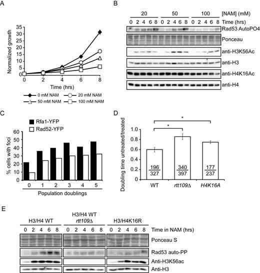 Exposure to NAM causes DNA damage in yeast. (A) NAM inhibits cell proliferation in a dose-dependent manner. Cells were grown in YPD containing the indicated concentrations of NAM. Cell growth was monitored by OD630 measurements. (B) NAM activates the DNA damage response kinase Rad53 and causes H3K56 hyperacetylation. Exponentially growing yeast cells were treated with NAM and samples were collected at the indicated time for immunoblotting and Rad53 autophosphorylation assays. (C) NAM causes the formation of Rad52-YFP and Rfa1-YFP foci. Exponentially growing yeasts were treated with 20 mM NAM and samples were examined by microscopy at the indicated time points. (D) NAM-induced growth defects result from H3K56 and H4K16 acetylation. Doubling times for strains of indicated genotypes were measured in YPD or YPD + 20 mM NAM, and values are represented as a ratio of the doubling time in NAM versus YPD. Error bars: standard error of the mean (3–6 experiments). Doubling time with/without NAM are indicated (in minutes; untreated/treated). (E) Lack of H3K56ac or H4K16ac attenuates NAM-induced activation of Rad53. Exponentially growing yeasts were treated with 20 mM NAM and processed as in (C). NAM: nicotinamide, * : P-value < 0.05 as calculated by unpaired one-tailed Student's t-test.