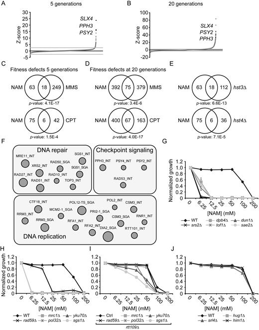 Genome-wide response to NAM-induced sirtuin inhibition. (A–B) Graphical representation of results from NAM fitness assays at 5 (A) and 20 (B) generations. Mutants were plotted according to their Z-score from lowest to highest. (C–D) Growth in NAM, methyl methanesulfonate (MMS) and camptothecin (CPT) share similar genetic requirements. Fitness assays data sets were compared and Venn diagrams were generated as described in Materials and Methods. Statistically significant results from the NAM fitness test were compared to published fitness assays in which cells were treated with either CPT or MMS for 5 (C) or 20 (D) generations. (E) Genes whose mutation reduces fitness in NAM overlap with those presenting negative genetic interaction with HST3 and HST4. (F) Gene set enrichment analysis was performed on statistically significant positive hits from the NAM fitness assay (see text for details). (G–I) Validation of fitness assays results using haploid deletion strains. Cells were grown in 96 well plates and OD630 readings were acquired as described in Materials and Methods. (J) Mutation of DNA damage response genes that are overexpressed in response to NAM do not influence growth in NAM-containing medium.