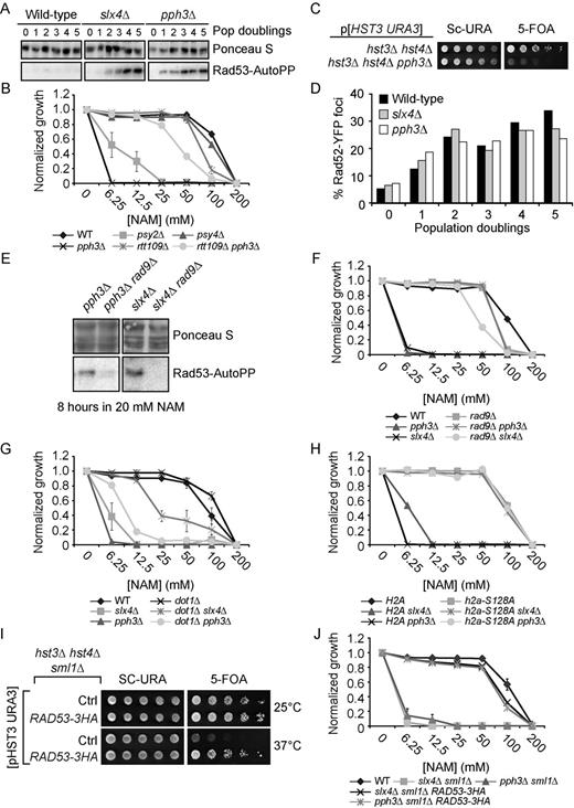 DNA damage-induced signaling inhibits cell growth in NAM. (A) slx4Δ and pph3Δ mutants strongly activate Rad53 in response to NAM. Exponentially growing cells were incubated in YPD with 20 mM NAM and samples were taken for Rad53 in situ autophosphorylation assays. A population doubling is defined as the doubling time of wild-type cells in NAM. The ‘0 population doubling’ sample was taken immediately prior NAM exposure and therefore represents an untreated control. (B) NAM inhibits growth of pph3Δ and psy2Δ but not psy4Δ mutants in an H3K56ac-dependent manner. Cells were grown in 96 well plates and OD readings were acquired as described in Materials and Methods. (C) Deletion of PPH3 in hst3Δ hst4Δ cells causes synthetic lethality. Cells were serially diluted, spotted on the indicated medium and incubated at 30°C. (D) slx4Δ and pph3Δ mutations do not increase the frequency of NAM-induced Rad52-YFP foci. Samples were taken at indicated population doublings and processed for fluorescence microscopy analysis. Population doublings are defined as in A. (E–F) RAD9 deletion inhibits NAM-induced Rad53 activation and growth defects in slx4Δ and pph3Δ mutants. Cells were incubated for 8 h in YPD + 20 mM NAM at 30°C, and samples were processed for Rad53 autophosphorylation assays. (G–H) Abolishing H3K79me and H2A S128 phosphorylation suppress NAM-induced growth defects in slx4Δ and pph3Δ mutants. Cells were treated as in B. (I) The RAD53–3HA hypomorphic allele rescues the thermosensitivity of hst3Δ hst4Δ mutants. Cells were serially diluted, spotted on the indicated medium and incubated at the indicated temperature. (J) Reducing Rad53 activity rescues the NAM-induced growth defects of slx4Δ and pph3Δ mutants. Cells were treated as in B.