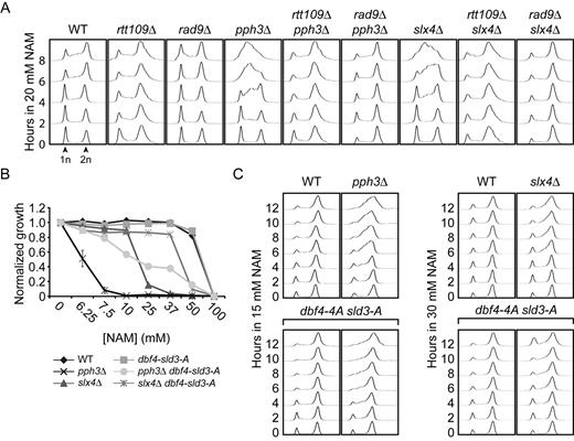 NAM inhibits the completion of DNA replication in slx4Δ and pph3Δ mutants. (A) NAM-induced S-phase arrest in slx4Δ and pph3Δ mutants depends on Rad9 and Rtt109. Exponentially growing cells were incubated in YPD with 20 mM NAM and samples were taken at the indicated time points for DNA content analysis by flow cytometry. (B–C) Rad53-dependent inhibition of the activation of late DNA replication origins contributes to growth defects of slx4Δ and pph3Δ in NAM. (B) Cells were grown in 96 well plates and OD readings were acquired as described in Materials and Methods. (C) Cells were treated as in A. 1n, 2n: DNA content.