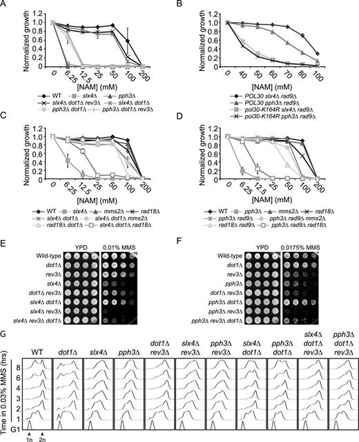 The translesion synthesis pathway of DNA damage tolerance promotes growth in response to NAM and MMS in slx4Δ and pph3Δ mutants. (A) dot1Δ-mediated suppression of the NAM sensitivity of slx4Δ and pph3Δ mutants does not depend on the Rev3 subunit of translesion DNA polymerase Zeta. Cells were grown in 96 well plates and OD reading were assessed as described in Materials and Methods. (B) rad9Δ-mediated suppression of the NAM sensitivity of slx4Δ and pph3Δ mutants depends on PCNA K164. Cells were treated as in A. (C–D) dot1Δ- and rad9Δ-mediated rescue of the NAM sensitivity of slx4Δ and pph3Δ mutants require RAD18 but not MMS2. Cells were treated as in A. (E–F) dot1Δ-mediated rescue of the MMS sensitivity of slx4Δ and pph3Δ depends on the Rev3 subunit of translesion DNA polymerase Zeta. Cells were serially diluted, spotted on the indicated medium and incubated at 30°C. (G) Translesion synthesis promotes completion of the cell cycle, but not S phase progression, in dot1Δ, dot1Δ slx4Δ and dot1Δ pph3Δ mutants treated with MMS. Cells were synchronized in G1 with alpha factor and released in YPD containing 0.03% MMS. Samples were taken at indicated time and processed for DNA content analysis by flow cytometry. MMS: methyl methanesulfonate. 1n, 2n: DNA content.