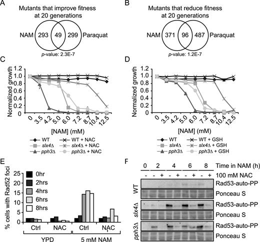 Reactive oxygen species generate DNA damage in NAM-treated cells. (A–B) Growth in NAM and paraquat share similar genetic requirements. Fitness assays data sets were compared and Venn diagrams were generated as described in Materials and Methods. (C–D) N-acetylcysteine (NAC) and glutathione (GSH) partially suppress NAM-induced growth defects in slx4Δ and pph3Δ mutants. OD630 was measured after 48 h in YPD containing NAM at 30°C in 96 well plates, with or without 100 mM NAC or GSH. (E) NAC suppresses NAM-induced formation of Rad52-YFP foci. Exponentially growing cells were incubated in YPD at 30°C with or without 5 mM NAM and/or 100 mM NAC. Samples were taken at indicated times and processed for fluorescence microscopy. (F) NAC suppresses the NAM-induced Rad53 activation in slx4Δ and pph3Δ mutants. Cells were treated as in (E) and samples were taken at indicated time points for Rad53 in situ autophosphorylation assays. NAC: N-acetylcysteine, GSH: Glutathione.