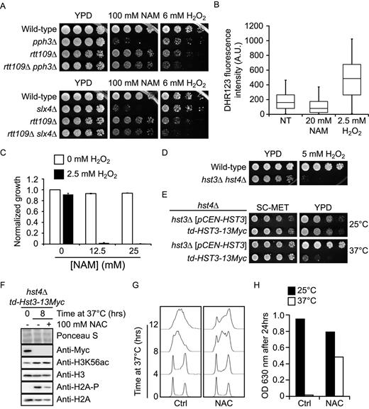NAM-induced H3K56 hyperacetylation sensitizes cells to reactive oxygen species. (A) Growth in NAM and H2O2 require different genetic pathways. Cells were serially diluted, spotted on the indicated media, and incubated at 30°C. (B) NAM does not elevate intracellular ROS. Exponentially growing cells were incubated in synthetic medium at 25°C with or without 20 mM NAM or 2.5 mM H2O2 for 8 h. Cells were stained with dihydrorhodamine 123 and cellular fluorescence was analyzed by flow cytometry. The distribution of fluorescence signals is represented in a box and whiskers plot in which the whiskers show the 5th and 95th percentiles. (C) NAM and H2O2 cause synergistic growth defects. Cells were grown in YPD at 30°C with indicated concentrations of NAM or H2O2. OD630 measurements were taken after 48 h and values were normalized relative to the untreated control. (D) hst3Δ hst4Δ cells are hypersensitive to H2O2. Cells were treated as in A, but were incubated at 25°C. (E) hst4Δ cells expressing a temperature sensitive-degron of Hst3 under the control of a methionine-repressible promoter grow poorly at 37°C. td: temperature-sensitive degron, including methionine-repressible promoter. SC-MET: synthetic medium lacking methionine. Cells were treated as in A, and incubated at the indicated temperature. (F) NAC reduces H2A serine 128 phosphorylation upon growth of td-HST3 at 37°C. Cells were grown to the exponential phase in synthetic medium lacking methionine. The medium was then changed to YPD and cells were incubated at 37°C. Samples were taken after 8 h and analyzed by immunoblotting. (G) NAC promotes cell cycle progression in cells lacking Hst3 and Hst4. Cells were treated as in F, and DNA content was analyzed by flow cytometry at the indicated time after changing the medium to YPD from SC-MET. (H) NAC improves the growth of cells lacking Hst3 and Hst4 activity at the restrictive temperature. td-Hst3–13Myc cells were grown overnight in SC-MET. An identical number of cells were then diluted in YPD containing either 0 or 100 mM NAC. Cells were then incubated at 25°C or 37°C, and OD readings at 630 nm were taken after 24 h. NT: non-treated, A.U.: Arbitrary units.