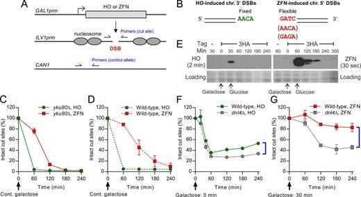 Induction of chromosomal 3′ and 5′ overhanging DSBs by HO and an optimized ZFN. (A) DSB induction paradigm for HO and ZFN. The coding sequence of the endonuclease was placed downstream of the native GAL1 promoter. The target cut site was placed into a nucleosome-free region of the native ILV1 promoter. Two pairs of qPCR primers for the DSB-monitoring assay are shown, amplifying the cut site and a control allele in CAN1. (B) Chromosomal 3′ and 5′ DSBs generated by HO and ZFN, respectively, showing overhang polarity and sequences used. (C and D) DSB-monitoring of yku80Δ and wild-type strains, respectively, under continuous galactose induction, for comparing DSB formation kinetics. (E) 3HA-tagged HO and ZFN were induced by galactose and repressed by changing to glucose. Expression levels over time were revealed by immunoblotting. Because HO levels were much lower, different exposure times were used for HO and ZFN. Fast Green protein staining of the blot is shown to judge loading. (F) DSB-monitoring of HO strains with 5-min galactose induction before changing to glucose to reveal repair by NHEJ. (G) DSB-monitoring of ZFN strains with 30-min galactose induction before changing to glucose, showing a higher degree of NHEJ at 5′ DSBs. Brackets in (D) and (E) highlight the extent of Dnl4-dependent NHEJ by comparing wild-type and dnl4Δ strains. Results are the mean ± standard deviation of three independent experiments.