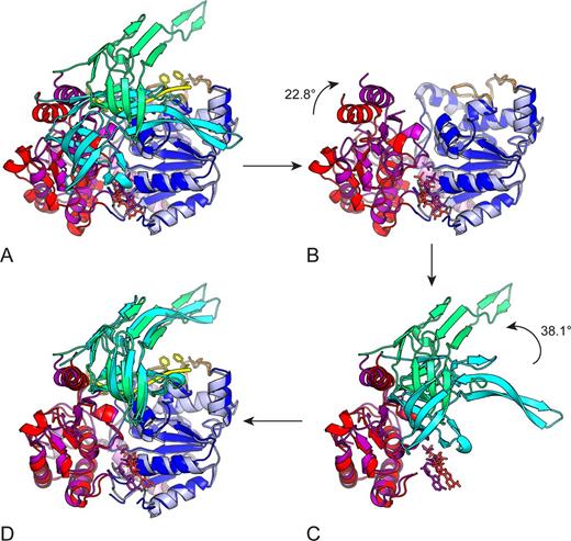 Conformationnal changes upon nucleotide hydrolysis. The Figure shows a two steps sequence to change from the BsPif1–AMPPNP structure (1A, 2A and 2B domains colored in blue, red and cyan, respectively) to BsPif1-ADP-AlF3-ssDNA structure (1A, 2A and 2B domains colored light blue, magenta and green, respectively). Conformational change can be described by a rigid body rotation of domains 2A and 2B. The two structures are superimposed in (A) on 1A domains. (B) The first step in a closure movement of 2A domain by a clockwise rotation of 22° (rotation axis is perpendicular to the plane of the figure). Domain 2A in red is then superimposed on 2A domain in magenta. For clarity, domains 2B are omitted. (C) After 2A domains are superimposed, a second step is necessary to superimpose the 2B domains. An anti-clockwise rotation of nearly 40° is necessary to bring domain 2B in cyan upon domain 2B in green. For clarity, the 1A domains are omitted. The final structure is then perfectly superimposed on BsPif1-ADP-AlF3-ssDNA target structure (D).