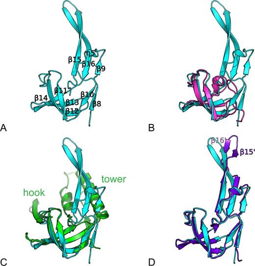 The 2B domain of BsPif1. (A) Structure of the BsPif1 2B domain with numbering of the secondary structure elements. (B) Superimposition of domain 2B of BsPif1 (cyan) on domain 2B of RecD2 (magenta). (C) Superimposition of domain 2B of BsPif1 (cyan) on domain 2B of Dda (green). The long hairpin in BsPif1 is equivalent to the tower (α-helix and long two-strand β-sheet) in Dda. There is no equivalent in BsPif1 of the hook structure, the hairpin insertion between β11 and β12. (D) Superimposition of domain 2B of BsPif1–AMPPNP (cyan) on domain 2B of BsPif1-ssDNA-ADP-AlF3 (purple).