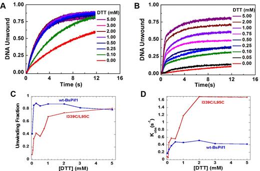 The unwinding activity of mutant I339C/L95C is increased with increasing concentration of DTT. (A and B) The unwinding kinetic curves of wt-BsPif1 and mutant I339C/L95C, respectively. (C and D) show the fractions of unwinding amplitude and rate determined from the unwinding curves in (A and B). Both wt- and mutant I339C/L95C protein were treated with oxygen for 3 h, then 100 nM BsPif1 proteins and 4 nM fluorescent labeled partial duplex DNA were used for DNA unwinding kinetic assays with increasing DTT concentrations as indicated in the figures.