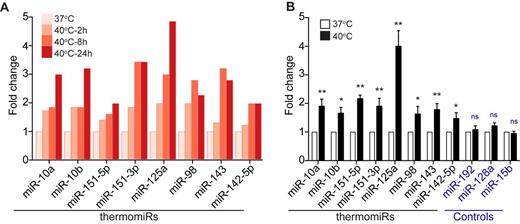 ThermomiR expression increases at 40°C in THP-1-derived macrophages. (A) Expression of temperature-sensitive miRNAs (thermomiRs) measured by small RNA sequencing at 37°C and after 2, 8 and 24 h of incubation at 40°C. (B) Expression of thermomiRs and controls measured by RT-qPCR after incubation for 24 h. Data are from three independent experiments each in triplicate and show mean ± SEM. Two-tailed Student's t-test was used to determine significance, denoted by * (P < 0.05) and ** (P < 0.001). ns, not significant.