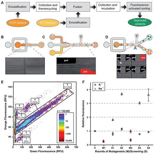 Microfluidic-assisted screening. (A) Experimental workflow. Steps performed on-chip (gray boxes) were distinguished from those performed off-chip (white boxes). (B) PCR droplets production. Aqueous phase supplemented with a high concentration of a orange fluorescent dye was injected into droplet generator device and 2.5 pl droplets were generated by focusing aqueous (dark orange) and oil (gray) flows. Emulsions were collected and thermocycled. (C) Droplets fusion. Small PCR droplets were reinjected into droplet-fusion device and spaced by a stream of oil. 16 pl droplets containing In Vitro Transcription (IVT, light orange) mixture supplemented with DFHBI were concomitantly produced and synchronized with PCR droplets. Pairs of droplets were then fused when passing in between a ground-connected electrode (gnd, in black) and an electrode to which tension (pos, in red) was applied. (D) Droplets sorting. After incubation, emulsions were reinjected into a Fluorescence Activated Droplet Sorting device and the fluorescence of each droplet read at a detection point (blue arrow and blue line on the micrograph). Based on the fluorescence signal, droplets of interest (green) were deflected into sort channel by applying tension to one of the electrode (pos, in red) whereas non-fluorescent droplets (orange) flowed into the waste channel. (E) Typical fluorescence profile of screened emulsion. The analysis of DFHBI green fluorescence and Texas-Red orange fluorescence allowed identifying the different populations composing the emulsion. Indeed, using orange fluorescence signal, IVT droplets fused to single PCR droplets (populations 2–5) were easily discriminated from unfused (population 1) and double fused (population 6) IVT droplets. Green fluorescence resulting from EvaGreen intercalation allowed discriminating droplets containing amplified DNA (population 4) from droplet resulting from fusion with an initially empty PCR droplet (population 2). Finally, the stronger DFHBI green fluorescence allowed discriminating droplets containing non-fluorogenic (population 2) and highly fluorogenic aptamers (population 5, red dashed boxed). Population 5 was gated and corresponding droplets sorted. (F) Evolution profiles of SpiSel-derived mutants. Gene libraries obtained after mutagenesis (in red) or screening steps (in gray) were transcribed, the RNAs purified and their fluorogenic properties assayed in the presence of the salt used for the selection. Fluorescence values were normalized to that of SpiSel (black circle) in the same conditions. Screenings performed in potassium (triangles) were distinguished from those performed in sodium (squares). Values are the mean of two independent experiments and error bars correspond to ± 1 standard error.