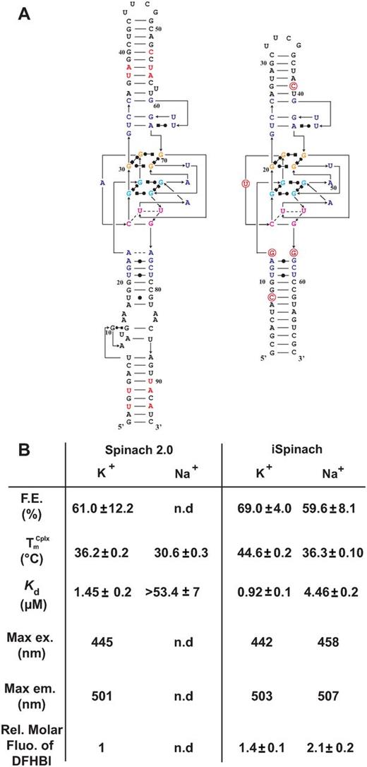 Comparison of Spinach2 and iSpinach. (A) Secondary structure models. RNAs were represented according to the model introduced in (21). Mutations are shown in red and numbering adapted to molecule length. (B) Aptamers properties. Main parameters including Folding Efficiency (F.E.), melting temperature of the complex $\left( {{\rm T}_{\rm m}^{{\rm cplx}} } \right)$ and dissociation constant (Kd) of each RNA as well as the Relative Molar Fluorescence of DFHBI were determined at 25°C. Values are the mean of three independent experiments and error bars correspond to ± 1 standard error. Excitation/emission spectra are shown on Supplementary Figure S4.