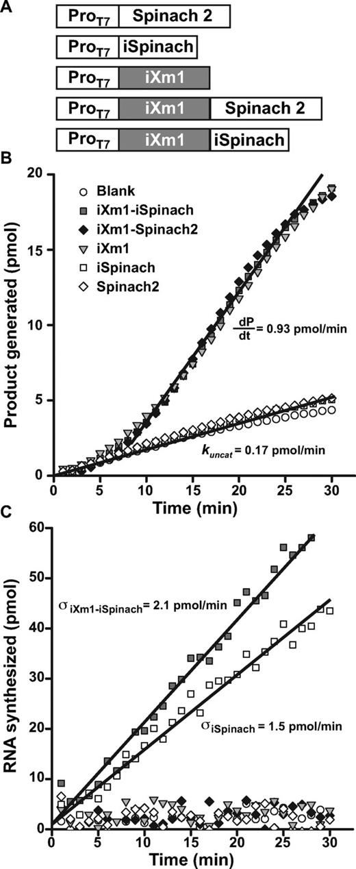 Real-time monitoring of RNA synthesis and ribozyme activity. (A) Constructs used. DNA fragments coding for iSpinach, Spinach2 or iXm1 ribozyme were combined in different ways and placed under the control of T7 RNA polymerase promoter sequence (ProT7). (B) Real-time ribozyme activity monitoring. The different constructs were in vitro transcribed in the presence of ribozyme fluorogenic substrate (S21-Atto) and the fluorescence monitored at 37°C. Product generation rate $\left( {\frac{{{\rm dP}}}{{{\rm dt}}}} \right)$ and uncatalyzed reaction rate (kuncat) were determined as the slope of the linear phase of reaction respectively in the presence and absence of ribozyme. (C) Real-time transcription monitoring. The in vitro transcription mixture used in B. was supplemented with DFHBI (instead of S21-Atto) and the fluorescence monitored at 37°C. The synthesis rate (σ) was determined as the slope of the linear phase.