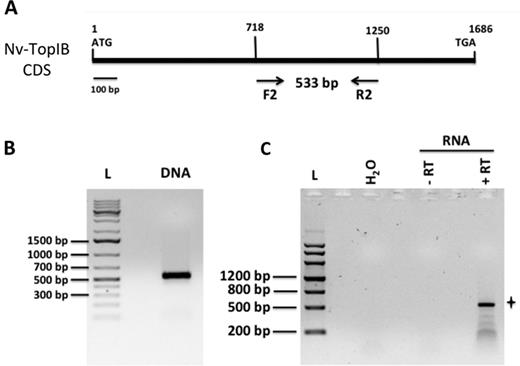 Expression of topIB in Nitrososphaera viennensis. (A) Positions of the forward and reverse primers F2 and R2 on the 1686 bp coding sequence of the N. viennnensis Nv-topIB gene. (B) Amplification using primers F2 and R2 on DNA from 1 μl of a growing N. viennensis culture, yielding the expected 533-bp fragment. (C) Endpoint RT-PCR using primer R2 for the reverse transcription and primers F2 and R2 for the PCR amplification. ‘H2O’: RNA was substituted with nuclease-free water in the RT reaction. ‘−RT’: 1 μl of nuclease-free water was used instead of Superscript III reverse transcriptase in the RT reaction. Using 40 ng of total RNA, the expected band at 533 bp could be amplified by RT-PCR (panel ‘+RT’, indicated by a star). The 533-bp band was excised from the gel and the corresponding DNA purified and sequenced, matching the publicly available sequence of the N. viennensis Nv-topIB coding gene.