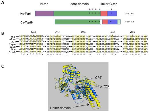 Conserved domains and catalytic residues of Thaumarcheal TopIB. (A) Domain organization of human Top1 (Hs-Top1) and Cs-TopIB. In purple the non-conserved eukaryotic N-terminal domain, in green the conserved Core domain, in red the Linker domain, in blue the C-terminal domain with the catalytic tyrosine and in light green a small Cs-TopIB additional C-terminal domain. (B) Multiple amino-acid sequence alignments of topoisomerase IB in proximity of the active site. Amino acids in the active site (R488, K532, R590, H632, Y723) are marked with a + and their numbering is based on the human protein. The aligned sequences are from Candidatus Caldiarchaeum subterraneum (C.sub), Cenarchaeum symbiosum (C.sym), Nitrosopumilus maritimus (N.m), Nitrososphaera viennensis (N.v), Homo sapiens (H.s), Mus musculus (M.m) and Arabidopsis thaliana (A.t). Residues conserved in all sequences are highlighted in yellow. The tyrosine 477 of Ca. C. subterraneum mutated to a phenylalanine corresponds to Y723 of the human protein. (C) Ribbon representation of the crystal structure of the human Top1 in yellow (PDB ID: 1K4T) and the Cs-TopIB molecular model in blue. Camptothecin (CPT) and catalytic tyrosine are rainbow colored.