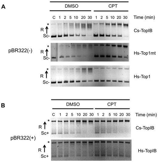 CPT resistance of Cs-TopIB on DNA relaxation. (A) Time courses assays were carried out from 1 to 30 min at 30°C in the presence of 5% DMSO or 50 mM of CPT and 200 ng of a negatively supercoiled pBR322. (B) Time courses assays were carried out from 1 to 30 min at 30°C in the presence of 5% DMSO or 50 mM of CPT and 200 ng of a positively supercoiled pBR322. Assays in (A) or (B) were done with addition of 10, 6 and 5 nM of Cs-TopIB, Hs-Top1mt and Hs-Top1 respectively. SC−: negatively supercoiled DNA; SC+: positively supercoiled DNA; R: relaxed DNA; C:control reaction without enzyme. Asterisk represents the open circular form in the control and a mix of the open form and the entirely relaxed form of the plasmids for the assays with enzymes.