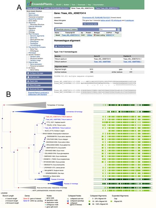 Comparative genomics of bread wheat, as visualized in Ensembl Plants. Panel A shows the alignments of two homoeologous genes at the level of protein sequence. The selected gene is highlighted in red. Panel B shows these genes in the wider context of a gene tree, showing 1:1 orthology over 21 grass genomes including the 3 bread wheat genomes and the two sequenced diploid precursors.