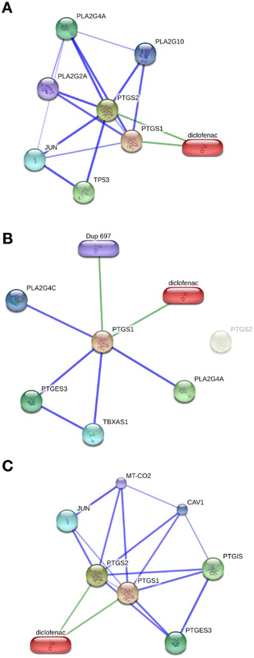 根据组织表达模式过滤交互网络。（A） 显示了双氯芬酸和PTGS1/2周围的相互作用网络，没有过滤组织表达模式。在本面板和以下面板中，显示了得分最高的前五位交互合作伙伴。（B） 使用TISSUES资源，只有被认为在血小板中表达的蛋白质（具有中等置信度，即TISSUES中的三星）成为交互网络的一部分。在这些设置中，PTGS2不表达，因此显示为较浅的颜色。（C） 根据人类蛋白质图谱中的RNA-seq数据，表达模式用于关注平滑肌中表达的基因。交互作用的置信度得分通过结合伙伴表达百分位数的几何平均值进行缩放。由于重新计算的置信分数，四个相互作用伙伴被其他蛋白质取代。