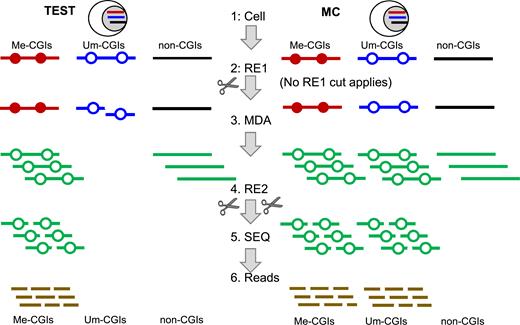 Schematic representation of CGI-seq. TEST: single cell being studied. Methylation control (MC): cells that are used to define the detectable CGIs or any other accessible methylated regions (AMRs), sharing the same genome as the TEST. For CGI-seq analysis, the genomic DNA is classified into three classes of sequences: Me-CGIs (representing methylated CGIs, and more generally, Me-AMRs) indicated as a red line, Um-CGIs (unmethylated CGIs, and generally Um-AMRs) indicated as a blue line and undetectable regions indicated as a black line. Green lines are amplified sequences. Solid dot: Me-CpG sites. Hollow dot: Um-CpG sites. The intact gDNA is released from cell (step 1) and digested with RE1 (TEST) or no digestion (MC) (step 2), followed by MDA amplification (step 3). The amplification product is then digested by RE2 (step 4), in which the short fragments are converted t‘o a library and subjected to massive sequencing (step 5). The reads are aligned to the genome (step 6) and the methylation status of the AMRs (particularly CGIs) is determined (‘Materials and Methods’ section). The AMRs detected in both the TEST and the MC are called Me-CGIs (or Me-AMRs). The AMRs uniquely detected in the MC but not in the TEST are called Um-CGIs (or Um-AMRs) of the TEST. RE1 (four MREs in combination: Cfr42I (SacII), PdiI (NaeI), Eco52I (EagI) and PteI(BssHII), FastDigest enzyme from Thermal Scientific Inc.) distinguishes Me-CGIs (Me-AMRs) from Um-CGIs (Um-AMRs). MDA selectively depletes Um-CGIs (Um-AMRs) of the TEST and amplifies Me-CGIs (Me-AMRs). RE2 (either BstUI alone, or a combination of 3 separate REs (ABH: AciI, BstUI and Hinp1I from NEB)) generates fragments specifically enriching CGI sequences (and other CG-rich regions) from non-CGI sequences.