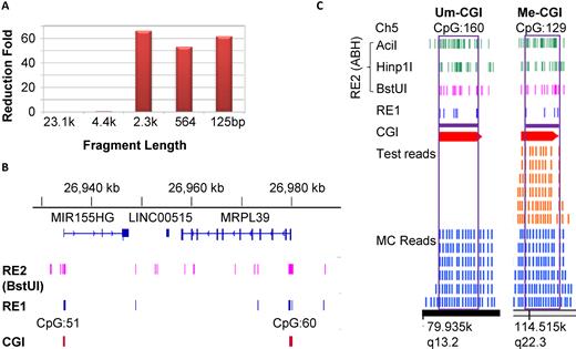 Demonstration of CGI-seq. (A) The qPCR shows the depletion of 2.3 kb and shorter fragments but selective amplification of 4.4 kb and longer fragments with MDA amplification. Lambda DNA was cut with HindIII and subjected to MDA, followed by qPCR with primers located in the center of each fragment. A 23.1 kb fragment is taken as the control to represent perfect amplification, and the fold reduction of amplification efficiency for a variety of fragments is shown. (B) A screenshot of IGV (Broad Institute, using hg19) for the RE1 and RE2 (BstUI) sites around 2 CGIs on chromosome 22. Both RE1 and RE2 are highly enriched in the two CGIs displayed, while RE1 cuts very rarely. (C) A typical distribution of sequencing reads for the TEST (brown) versus MC (blue) sample along with the distribution of RE1 and RE2 shown with a screenshot of IGB (bed file showing on Affymetrix, hg19). A Me-CGI (CpG 129) and an Um-CGI (CpG 160) are shown for the TEST (K562-100-cell sample t2 is shown with Bam file). Only the CGIs in-silico covered by both RE1 and RE2 (purple horizontal bar) are theoretically qualified as AMR in our design, which in practice have sequencing reads displayed in the MC control; therefore these two CGIs are of practical AMRs in this analysis. The reads of AMRs are regarded as informative reads. When a certain number of reads, see ‘Materials and Methods’ section) are present in the TEST, the CGI is called Me-CGI (CpG 129); when no significant read is seen in TEST, it is called Um-CGI (CpG 160). The read numbers for different sequences are variable; six reads/sequence are shown here as an example.