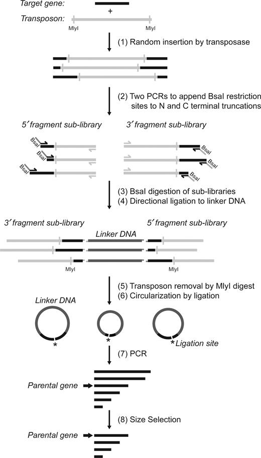 Overview of method to generate random deletions in a target gene. (1) A transposition reaction was performed to obtain random insertions of the transposon into the target gene. (2) 5΄ and 3΄ fragment sub-libraries of the gene were amplified in two separate PCR reactions. In each reaction, one primer was complementary to the 5΄ or 3΄ constant regions of the target gene, and the other to a region on the transposon. (3) The digestion with BsaI created unique overhangs in each library complementary to unique overhangs in the linker DNA (pUC19*-fragment) to favor directional ligation. (4) Libraries were ligated to the linker DNA, which was free of MlyI sites. (5) The product of ligation was treated with MlyI to remove the transposon sequence. (6) Intramolecular blunt-end ligation joined the 5΄ and 3΄ terminal fragments of the gene. (7) This circular library was linearized by PCR with primers complementary to the termini of the parental gene. (8) The final library of deletion variants of the desired size range was isolated by gel electrophoresis.