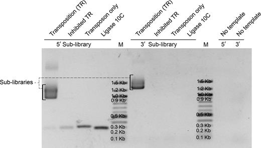 5΄ and 3΄ fragment sub-libraries generated from the transposition reaction (TR) by PCR amplification and analyzed on 1% agarose gel. The transposition reaction was performed according to manufacturer instruction and directly used as PCR template. The ‘Inhibited TR’ sample was heated at 75°C for 10 min in the presence of 10 mM ethylenediaminetetraacetic acid prior to the addition of the target gene, incubated at 30°C, and then used for PCR. The transposon alone was used as template for the PCR reaction for the ‘Transposon only’ sample, and ligase 10C parent alone as template for the PCR reaction for the ‘ligase 10C’ sample. M = Marker (100 bp DNA ladder).