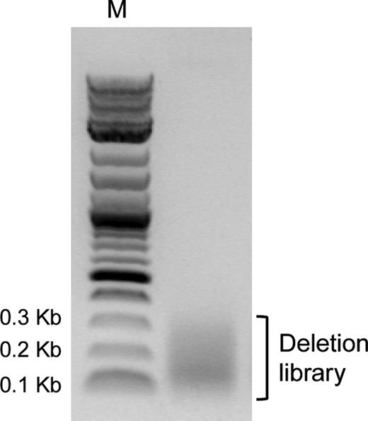 DNA of final deletion library after size-selection by gel extraction shown on a 1% agarose gel. M = Marker (2-Log DNA ladder).