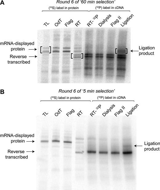 mRNA-displayed proteins after individual steps of selection round 6 analyzed by sodium dodecyl sulphate-polyacrylamide gel electrophoresis. (A) Gel for ‘60 min selection’. (B) Gel for ‘5 min selection’. TL: translation; OdT: eluate after purification by oligo-(dT) cellulose chromatography; Flag: eluate from Flag affinity purification; RT: reverse transcription of 35S-Met-labeled protein-RNA fusions to verify efficiency of reverse transcription; RT-32P: reverse transcription in presence of 32P-α-dATP to include 32P-labeling in the cDNA; Dialysis: sample recovered after dialysis into Flag buffer; Flag II: eluate from second Flag affinity purification. The ligation reaction was performed with biotinylated 3΄-OH-substrate in presence of complementary splint oligonucleotide.