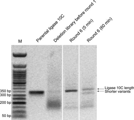 Comparison of DNA from deletion library before round 1 to DNA obtained after 6 rounds of the selections with 5 or 60 min reaction time analyzed by agarose gel electrophoresis (1%). M = Marker (50 bp ladder). It can be clearly seen that the selection process enriched variants similar in length as ligase 10C parent in the ‘5 min selection’, and in addition shorter variants were also enriched in the ‘60 min selection’. This figure is a composite gel picture combining different lanes from the same original agarose gel.