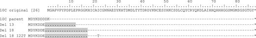 Sequence alignment of ligase 10C with selected deletion variants from round 6. Ligase variants containing deletions of 13 and 18 amino acids (shown as periods highlighted in gray) were isolated after six rounds of the ‘60 min selection’. The topmost sequence is the original ligase 10C (31). The second sequence shows ligase 10C parent which comprises an additional N-terminal Flag tag for purification purposes during the selection. Dashes symbolize amino acids that are identical to the original ligase 10C sequence. Numbering of residues corresponds to numbering used in the first publication of ligase 10C (31).