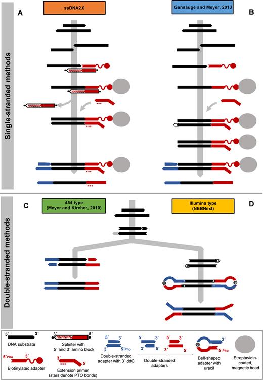 Library preparation methods for highly degraded DNA. (A) In the single ...