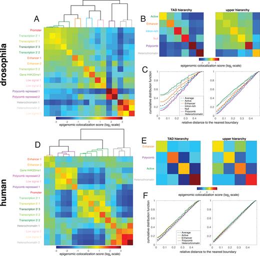 (A, D) Epigenomic colocalization score Cμ, ν of the 16 epigenomic states for fly (A) and human (D). (B, E) Epigenomic colocalization score computed for the 6 or 4 epigenomic families at the TAD level (left, default parameter in IC-Finder) or at a higher hierarchy (right, σo = 5). (C, F) Cumulative distribution functions of the relative distance to the nearest TAD boundary for every family. Color code as in panels B and E. The black curves represent the average behavior.