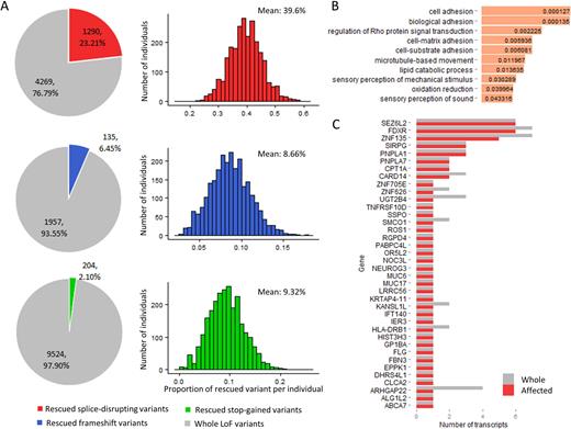 LoF variants in the 1000 Genomes Project rescued in a specific genomic context. (A) The number of rescued LoF variants. The pie charts show the proportion of rescued LoF variants, and the histograms show the proportion of rescued LoF variants in each individual. The ‘mean’ labels in the histograms indicate the average number. (B) Enrichment analysis of the rescued LoF transcripts. The numbers represent the corrected P-values. (C) The 38 genes affected by stop-gained MNVs. The red bar represents the number of transcripts affected by each stop-gained MNV, and the gray bar represents the total number of transcripts of the gene.