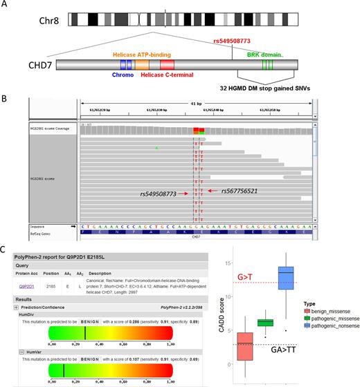 A pathogenic SNV is rescued in its specific genomic context. (A) Compared with SNV rs549508773 (red), 32 disease-causing (DM) stop-gained SNVs (black) recorded in the HGMD database are located downstream of the gene CHD7. (B) The figure shows an IGV image of the whole exome sequencing data of HG02861, a healthy participant in the 1000 Genomes Project. As shown in the figure, SNV rs567756521 rescues the stop-gained mutation, and the combined effect is a single amino acid substitution (Glu>Leu). (C) Polyphen-2 predicted the single amino acid (Glu>Leu) as a benign mutation (Left). Boxplot of CADD scores for three different kinds of mutations (benign missense, pathogenic missense and pathogenic nonsense) collected from the CHD7 database (Right). The score for rs549508773 (G>T) is located within the range of pathogenic nonsense (red dotted line). The score for the MNV (GA>TT) is located within the range of benign missense (black dotted line).