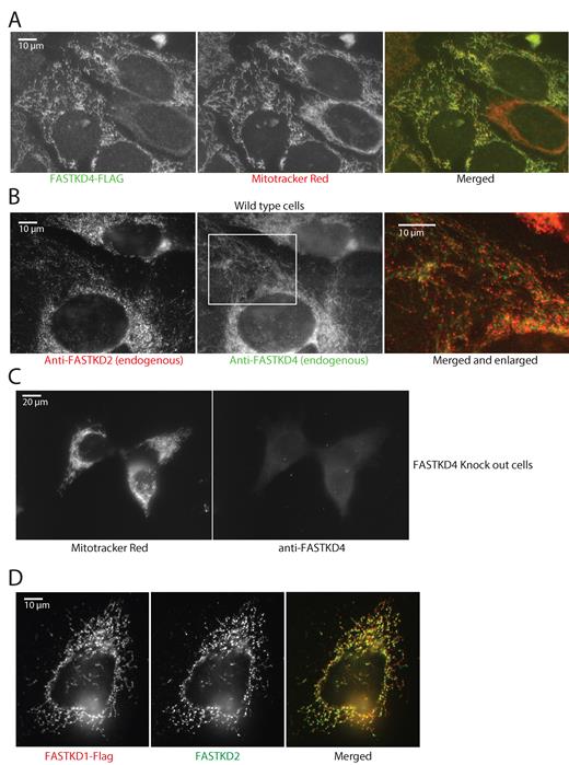 Submitochondrial localization of FASTKD1 and FASTKD4. (A) FASTKD4 has a mitochondrial distribution, but is not concentrated in foci. 143B cells expressing Flag-tagged FASTKD4 were immunostained for FASTKD4 using an anti-Flag antibody (left) and with Mitotracker Red to reveal mitochondria (center). Right: merged image. Flag staining is in green, and Mitotracker Red is in red. (B) FASTKD4 shows a diffuse mitochondrial staining whereas FASTKD2 is present in discrete foci. Immunostaining of endogenous FASTKD2 (left) and endogenous FASTKD4 (center) in 143B cells using anti-FASTKD2 and FASTKD4 antibodies respectively. In the right panel, the images are merged (FASTKD4 in green and FASTKD2 in red) and enlarged (the enlarged area is indicated with a white rectangle in the center panel). (C) Specificity of the anti-FASTKD4 antibody. FASTKD4-KO cells were labeled with Mitotracker Red (left) and anti-FASTKD4 antibody (right). No specific FASTKD4 signal is visible in the FASTKD4-KO cells. (D) FASTKD1 localizes to MRGs. 143B cells were transfected with pCi FASTKD1-FLAG. Cells were then immunostained with antibodies against endogenous FASTKD2 to label MRGs (middle panels) or FLAG to label FASTKD1 (left panels). The merge (right panel) shows that FASTKD1 is in MRGs.
