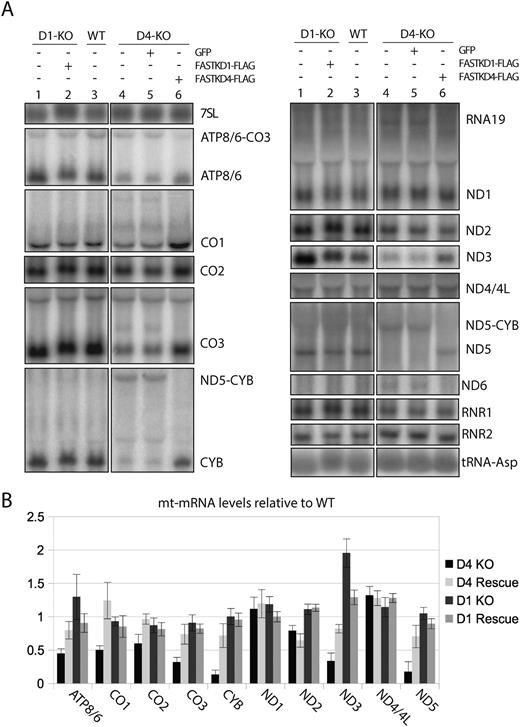 FASTKD1 and FASTKD4 affect mitochondrial mRNA levels. (A) Northern blot analysis of mitochondrial RNAs. Gene disruption of FASTKD4 (D4-KO) reduces levels of multiple mitochondrial mRNAs and increases levels of multiple precursors (lane 4) relative to wild type cells (lane 3). In contrast, gene disruption of FASTKD1 (D1-KO, lane 1) leads to the over accumulation of ND3, and a slight over accumulation of ATP8/6 and ND1. Expression of Flag-tagged FASTKD4 (lane 6) or FASTKD1 (lane 2) in gene disrupted cells reversed this phenotype and restored mRNA levels, whereas expression of GFP did not (lane 5). All lanes are cropped from the same gel. (B) Quantification of RNAs levels in FASTKD1 and FASTD4 KO and rescue cells. RNA signal in the indicated cells is shown as a percent of the RNA signal in the wild-type cell line. Error bars indicate one standard deviation. 3 replicates were quantified for each condition.