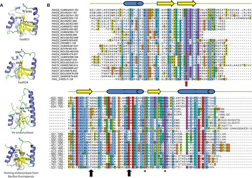 The RAP domain of FASTK family members shows structural similarities with PD-(D/E)XK nucleases. (A) Structural modeling of the human FASTKD1 and FASTKD4 proteins, compared to known PD-(D/E)-XK nucleases. Models and structures are shown as a schematic colored by secondary structure elements (α-helices blue, β-strands yellow, and loops green). Key residues suspected to be involved in the enzymatic activity are shown as sticks and colored by atom type (carbon cyan, oxygen red, nitrogen blue). (B) Alignment of protein sequences of FASTK proteins from metazoans (mammals, fish, flies, nematodes). Numbers in the alignment indicate the starting and last residues shown in the alignment as well as residues removed because of poor conservation. Predicted secondary structures are indicated on the top of the alignment. Three arrows point to the three residues responsible for the endonuclease activity in the PD-(D/E)-XK phosphodiesterase superfamily (14,29). The red colored arrow indicates the Aspartate mutated in subsequent experiments (note: FAKL_CAEL is the C. elegans protein B0564.7).