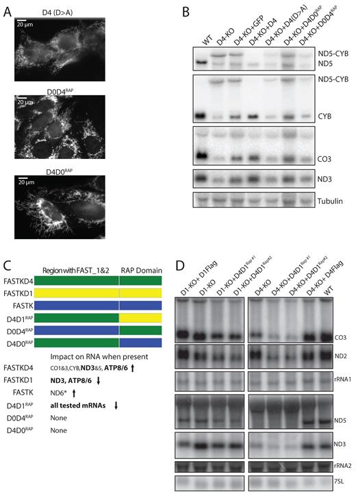 Structure-function of FASTK family members. (A) Anti-Flag immunofluorescence showing expression of the mutant (D>A) and chimeric proteins (D0D4RAP and D4D0RAP) in the cells of Figure 5B had the expected mitochondrial localization. Note the punctuate staining visible in D0D4RAP expressing cells. (B) Chimeric FASTK/FASTKD4 proteins (D0D4RAP and D4D0RAP), and FASTKD4 with a D531→A531 mutation (D4 D>A) do not rescue FASTKD4 loss (D4-KO) while expression of wild type FASTKD4 does (D4). Total cellular RNA from WT cells and KO cells expressing GFP were included as controls. Northern blot with 32P labeled RNA probes antisense to ND5, CYB, CO3, ND3 and Tubulin were used. All lanes were cropped from the same gel. (C) Schematic showing the different chimeras that were generated. To the right is a summary of the effects on RNAs when the protein is expressed relative to when it is not expressed. An arrow pointing up indicates RNA levels are higher in the presence of the protein, while an arrow pointing down implies the opposite. * For data supporting the effect on ND6, see Jourdain et al. (9) (D) Expression of a chimera of FASTKD1 and FASTKD4 (D4D1RAP#1 and D4D1RAP#2) partially rescues the ND3 phenotype of FASTKD1 loss. Northern blot with 32P labeled antisense CO3, ND2, ND3, ND5, rRNA1, rRNA2 and 7SL RNA probes. Equal amounts of total RNA from the indicated cells were loaded for analysis. This reduction in ND3 levels was accompanied by reduction in other mRNAs showing the effect is not specific to ND3.