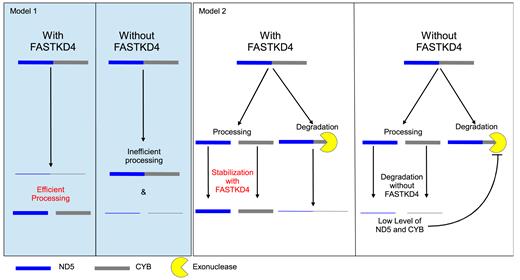 Possible (non-mutually exclusive) models to explain the action of FASTKD4. Model 1: FASTKD4 promotes processing of ND5–CYB precursor. In the absence of FASTKD4, the precursor remains mostly uncleaved, thus ND5 and CYB are made in low amounts. Model 2: FASTKD4 stabilizes multiple mature RNAs including ND5 and CYB. In the absence of FASTKD4, ND5, CYB (as well as ND3, CO1-3 and ATP8/6) are degraded much faster. In response to low levels of ND5 and/or CYB, degradation of the ND5–CYB precursor degradation is inhibited to favor production of ND5 and CYB.
