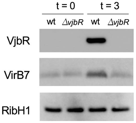 Induction of the native VjbR protein and one of its direct targets under conditions mimicking the intracellular environment.B. abortus 2308 or B. abortus ΔvjbR strains were grown in rich medium (TSB) up to OD600 ∼1.0. Subsequently, cultures were centrifuged and bacteria were resuspended in MM1 medium (22) pH 5.5 in the presence of 5 mM urocanic acid. At the indicated incubation times, samples were analyzed by western blot using anti-VjbR, anti-VirB7 polyclonal antibodies, or anti-RibH as a control for protein loading.