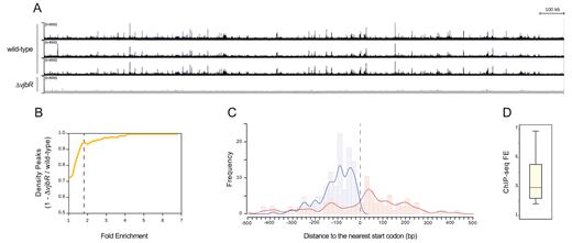 VjbR binds with high specificity to a large number of sites distributed across the B. abortus 2308 genome. (A) Representative image of the VjbR ChIP-seq read alignments to the B. abortus 2308 chromosome I visualized as ChIP-seq peaks using the Integrated Genome Viewer software. Peak height correlates with the number of reads from the wild-type strain B. abortus 2308 (black) or the isogenic deletion mutant B. abortus ΔvjbR control strain (gray) at the corresponding positions of the B. abortus 2308 genome. (B) Comparison of number of peaks between the wild-type and the B. abortus ΔvjbR control strain by a density plot of (1 – number of peaks ΔvjbR / wild-type) as a function of ChIP-seq FE. Dotted line indicates the FE cut-off value used to filter low-intensity peaks. (C) Histogram and fitting line of distance frequencies from peak summit position to the nearest start codon for the 235 bona fide ChIP-seq peaks localized at intergenic (blue) or coding regions (red). Dotted line indicates the relative position of the start codon. (D) Boxplot showing distribution of the observed ChIP-seq FE values.