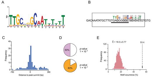 Determination of the VjbR-binding consensus motif. (A) VjbR DNA-binding motif generated by the MEME algorithm. (B) VjbR-binding motif determined by the MEME algorithm on sequences corresponding to the virB promoter (P-value 1.21 × 10−4) in the genomic coordinates ChrII:67,199–67,214 based on RefSeq annotations for B. abortus 2308. The open rectangle indicates the VjbR-binding site previously determined by DNAse I Footprinting in the virB promoter (20). Solid line indicates the position of a 9-bp motif identical to half-binding site of the LuxR-type regulator MrtR from Mesorhizobium (21). Nucleotides that match the VjbR-binding consensus motif are highlighted in gray. (C) Distance frequencies from the position of the VjbR-binding consensus motifs, identified by the MEME algorithm, to the corresponding ChIP-seq peak summits. (D) Occurrence of the VjbR-binding motif in the 235 ChIP-seq peaks determined by the FIMO algorithm with the indicated cut-off P-values. (E) Occurrence of the VjbR-binding motif determined by the FIMO (P-value 1 × 10−4) in the 129 intergenic VjbR ChIP-seq peaks (dotted lined arrow) or in 129 ChIP-seq-negative promoters randomly sampled in 1000 iterations (pink bars).