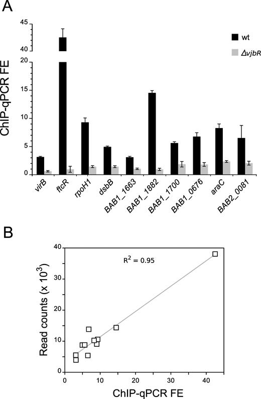Validation of VjbR occupancy at selected peaks. (A) Independent ChIP assays performed on strains B. abortus 2308 or B. abortus ΔvjbR were analyzed using real-time qPCR amplifying fragments extending ∼50 bp to each side of the VjbR-binding motifs identified upstream of the indicated genes. Fold-enrichment (FE) represents the immunoprecipitated DNA:input DNA ratio for B. abortus 2308 (black bars) or B. abortus ΔvjbR (gray bars). (B) Correlation between ChIP-qPCR fold-enrichment data shown in (A) and ChIP-seq peak height (read counts) at the position of the VjbR-binding sequences in the wild-type strain B. abortus 2308.