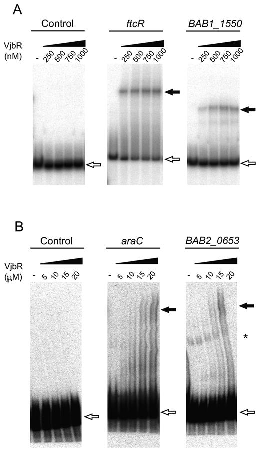 VjbR interacts in vitro with different targets identified by ChIP-seq. EMSA performed with VjbR recombinant protein at the indicated nanomolar (A) or micromolar (B) concentrations and radiolabeled DNA probes corresponding to the upstream sequences of the indicated genes, or with a control probe lacking VjbR-binding motifs. White arrows indicate the position of the free probes. Black arrows indicate the position of the different VjbR–DNA complexes. Asterisk indicates the position of an extra band probably derived from unspecific PCR products formed during labeling of probe BAB2_0653.