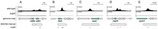 VjbR ChIP-seq peaks of selected genes. Representative images of ChIP-seq read alignments of the wild-type strain B. abortus 2308 (black) or the isogenic deletion mutant B. abortus ΔvjbR control strain (gray) at the corresponding positions of the genome of B. abortus 2308. Schematic representation of genomic regions containing the selected (green) and flanking genes (gray) of (A) virB1 and virB2; (B) ftcR; (C) the araC homolog BAB1_0677; (D) the merR homolog BAB1_1201; and (E) rpoH1. Open rectangles indicate position of the ChIP-seq intervals identified by the MACS2 peak caller software (27). Bars indicate position of the VjbR-binding motif identified by the FIMO algorithm within the ChIP-seq intervals using cut-off P-value 1 × 10−3 (A) or 1 × 10−4 (B–E).
