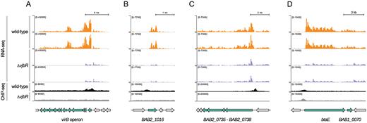 Integration of RNA-seq and VjbR ChIP-seq data of selected genes. Representative images of the alignment of RNA-seq and VjbR ChIP-seq reads of two biological replicates of the wild-type (orange and black, respectively) or the vjbR mutant control strain (blue and gray, respectively), and schematic representation of the genomic regions containing the selected (green) and flanking genes (gray) of (A) the virB operon, (B) BAB2_1016, (C) the operon containing genes BAB2_0738 to BAB2_0735, and (D) the bicistronic unit containing btaE and BAB1_0070.