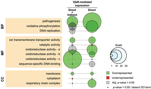 Gene Ontology (GO) enrichment analysis of differentially expressed genes. GO enrichment was evaluated at three different levels: Biological Processes (BP), Molecular Function (MF) and Cellular Component (CC) for either the total list of differentially expressed genes (n = 71) or those displaying bona fide direct VjbR-mediated regulation (n = 37). Bubble size correlates with enrichment factor values. Colored and gray bubbles represent Benjamini–Hochberg adjusted P-value <0.05 or >0.05, respectively. Black dots indicate non-corrected P-value >0.05 or absent GO term. a, oxidorreductase activity acting on heme groups; b, NAD(P)H; c, CH or CH2.