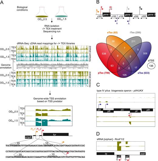 Differential RNA-seq and growth-phase based annotation of transcriptional start sites (TSSs). (A) (top) Schematic workflow for generating the biological, library and sequencing samples from strain N. meningitidis 8013 at two different growth phases (OD600 0.5 and 1.5) that were subjected to dRNA-seq analysis for genome-wide TSS annotation based on TSSpredator. (bottom) dRNA‐seq data from two growth phases OD600 0.5 and 1.5 were mapped to the fur gene. Red and orange arrows indicate a primary (pTSS) and secondary (sTSS) transcriptional start site and confirm initiation of RNA transcription as mapped with primer extension experiments in (42). Nucleotide sequence of the smpA- fur intergenic region (IGR) with promoter DNA elements are boxed and marked −10 and −35 at Pfur1 and Pfur2. (B) (Top) TSS classifications based on expression strength and genomic context: primary (P, red), secondary (S, orange), internal (I, gray), antisense (A, blue) or orphan (O, black). Venn diagrams were generated by VENNY (http://bioinfogp.cnb.csic.es/tools/venny/index.html). (C) Comparative annotation of primary TTSs (pTSSs) of the pilXKJIH operon. Detection of a pTSS (red arrow) for pilJ within the operon at two growth phases OD600 0.5 and 1.5 indicates a different genetic organization of their transcriptional units. Gray and blue arrows indicate an iTSS and an antisense TSS (aTSS), respectively. (D) Detection of an orphan TSS (oTSS; not associated with annotation) derived from dRNA-seq reads mapped to the intergenic lrp-dsbB region reveals two non-coding RNAs RcoF1 and RcoF2.