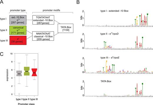 Promoter motifs detected for TSS of N. meningitidis 8013 and expression strength. (A) Schematic overview of promoter types derived from a motif search based on 1625 TSS upstream sequences of N. meningitidis 8013. The number of motifs for each type of promoter detected for the two sigma factors σD and σE in the upstream sequences of the TSS are indicated. (B) Promoter motifs for each type within a fixed size of either 45 or 50 nt, that was applied for the search using the MEME toolkit are shown. (C) Box-and-whiskers plot depicting differences in the expression (log (basemean)) between genes with the three different promoter types. The line within each box gives the median and the upper and lower margins the upper and the lower quartile, respectively. The whiskers denote the highest and the lowest values, respectively, and the open circles outliers.