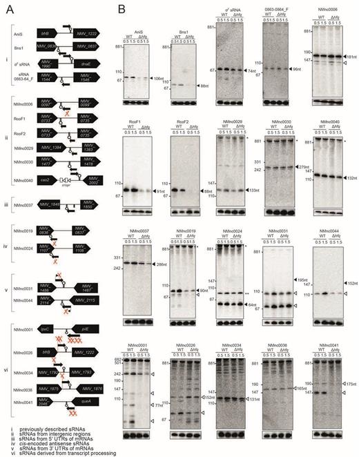 Expression analysis of candidate sRNAs in N. meningitidis 8013. Total RNA was extracted at mid logarithmic (OD600 = 0.5) and late logarithmic/early-stationary (OD600 = 1.5) growth phases from wild-type (WT) and Δhfq N. meningitidis strains and analyzed by northern blot using labeled DNA probes complementary to the sRNAs (see Supplementary Table S3). (A) The genomic locations and relative orientations of (i) previously described sRNAs, (ii) sRNAs from IGR, (iii) sRNAs from 5΄ untranslated regions (UTRs) of mRNAs, (iv) cis-encoded antisense sRNAs, (v) sRNAs from 3΄ UTRs of mRNAs and (vi) sRNAs derived from transcript processing are shown. The designation in (vi) is the same as in (v) except that the promoters are shared between the sRNA and mRNA. Here, the mRNAs undergo ribonucleolytic cleavage to yield the sRNAs. Genes and sRNAs are shown in black. Arrows and scissors indicate TSS and processing sites, respectively. Black rectangle indicates the promoter of NMV_1848 and NMnc0037, respectively. (B) Gel images of blots from previously described sRNAs (i) and different classes of candidate sRNAs (ii–vi). The blots were probed for the housekeeping 5S rRNA as loading control. Filled triangles indicate bands for sRNAs derived from TSS and open triangles indicate bands derived from processing. Asteriks indicate signals of unclear origin, may represent longer read-through transcripts at the locus, result from cross hybridization of the probe with other abundant transcripts, or stem from undigested DNA trapped in the slot.